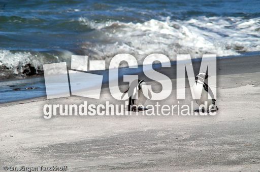 Magellanpinguin (31 von 32).jpg